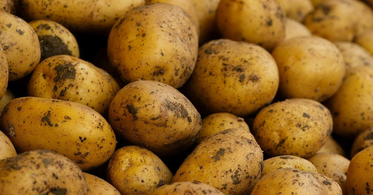 Картопля Картопля