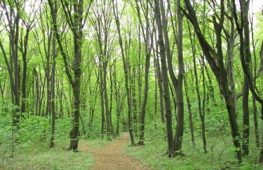 Найзеленіші райони Києва