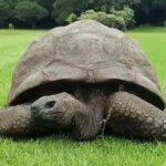 Мемкоїн подорожчав на 1400% після першоквітневого жарту