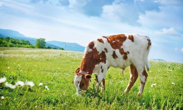 Кількість великої рогатої худоби на аграрних підприємствах України за останній рік збільшилася на 4%, тоді як у домогосподарствах вона зменшилася на 35% – Асоціація виробників молока.