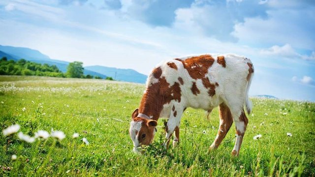 Кількість великої рогатої худоби на сільськогосподарських підприємствах України за рік зросла на 4%, у господарствах населення скоротилася на 35% – АВМ