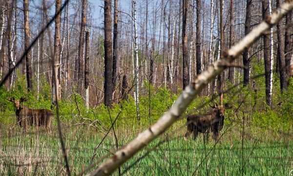Збитки від несанкціонованого проїзду автотранспорту та джипінгу заповідними територіями у 2026 році оцінюються у 1,4 мільйона гривень – Мінекономіки