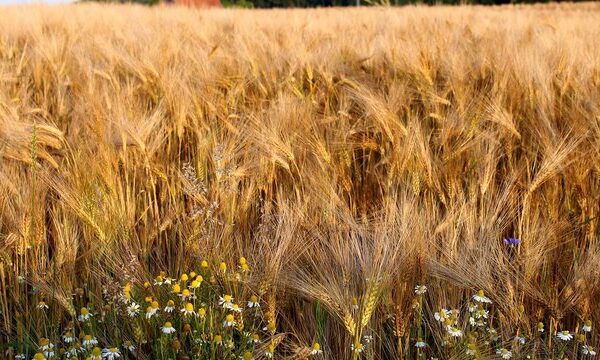 Уряд планує наростити експорт агропродукції на 4 мільярди доларів і довести показник переробки до 63%.
