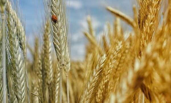 Міністерство аграрної політики пропонує у 2027 році виплатити аграріям прифронтових зон до 10,46 тис. грн за гектар.