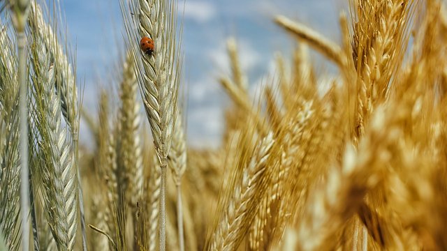 Мінагрополітики пропонує у 2027р компенсації аграріям прифронтових територій до 10,46 тис. грн/га