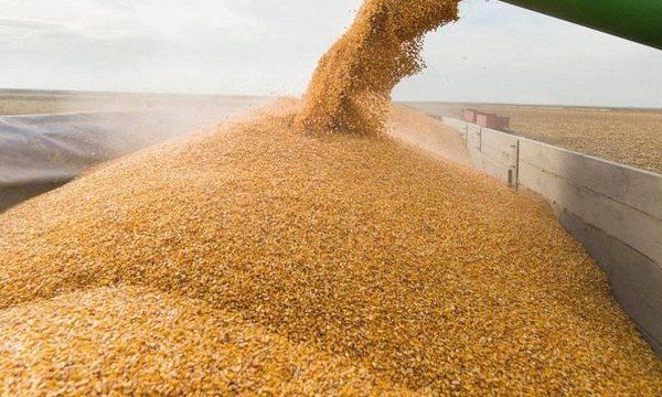 Український експорт зерна за перший місяць нового сезону зріс на 55% порівняно з минулим роком.