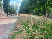 Декоративні злаки прикрашають все більше місць у Києві – до 2026 року їх висаджено на 117 локаціях | Нерухомість столиці