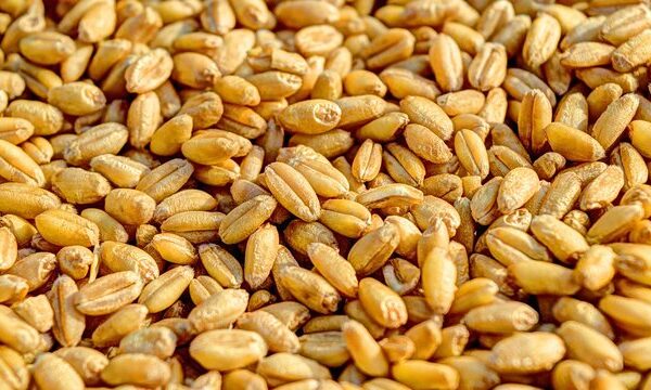 Збільшення транзиту сільськогосподарської продукції через Польщу вдвічі – до 600 тисяч тонн щомісяця – цілком можливе, заявив міністр аграрної політики.