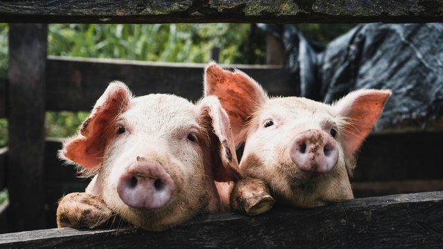 KSG Agro у І пів.-2026 збільшив чистий прибуток у 6,7 раза за зниження виручки на 40%