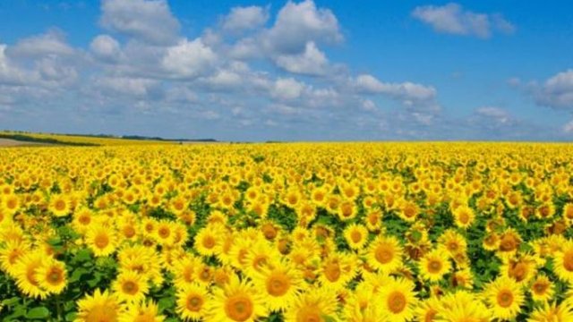 Ціна пшениці в Україні за тиждень не змінилася, тонни соняшнику - впала на $110, а ріпаку на експорт - зросла на $5